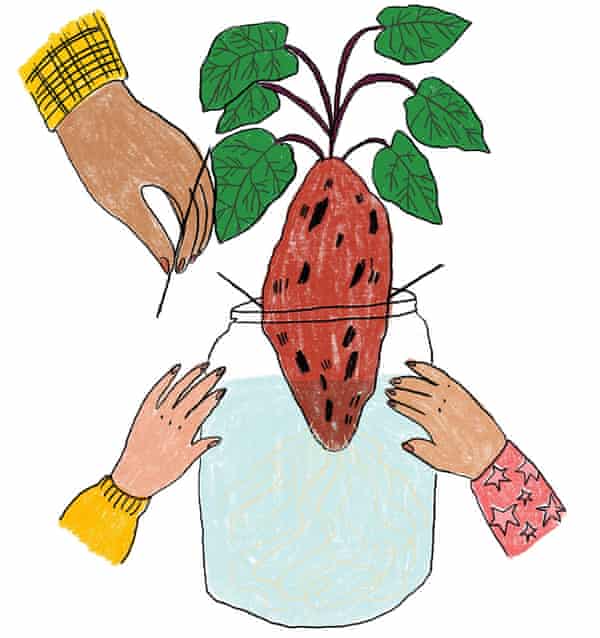 Illustration of sweet potato in jar of water