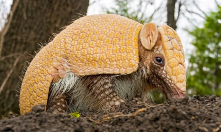 The tatu-bola armadillo was last year reclassified as ‘at risk of extinction’.
