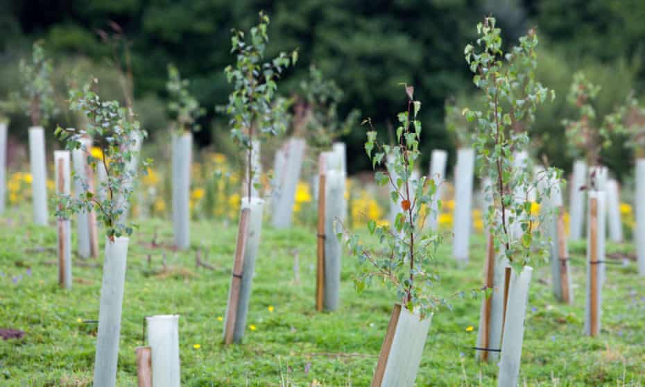 Tree planting by the carbon offset company, C02 balance at Sand Martin wood near Carlisle, Cumbria, UK.