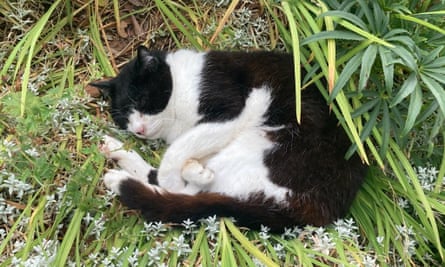 Let sleeping cats lie ... Bozo in the garden.
