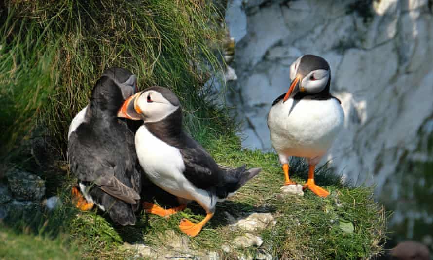 Puffins nesting on the high chalk cliffs at Bempton in East Yorkshire, UK