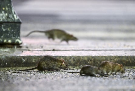 Four rats near the kerb of a road in 2023