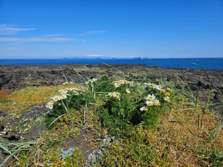 A clump of oxeye daisies and a type of grass on a rock with the sea in the background