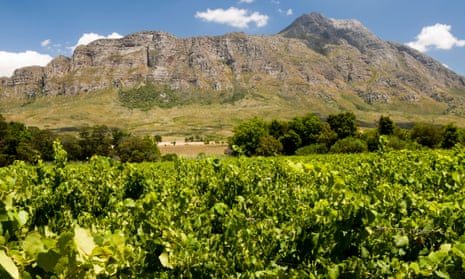 Mountain high: vineyards in the wine-growing region at Tulbagh, South Africa.