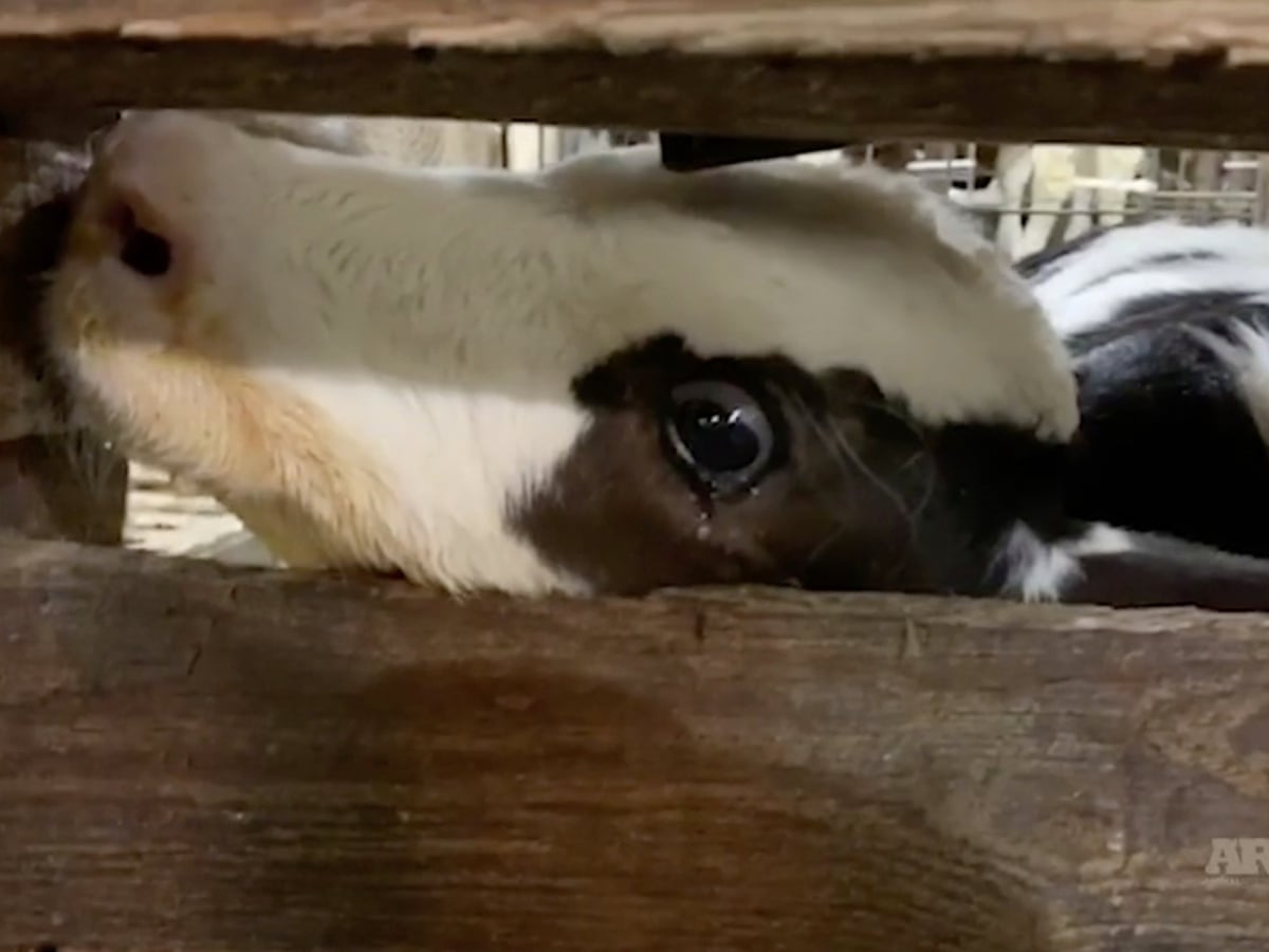 Secret footage exposes abuse of calves at Coca-Cola affiliated dairy farm |  US news | The Guardian