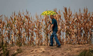 A man walks through maize crops amid widespread drought, on the outskirts of Jiujiang, Jiangxi province.
