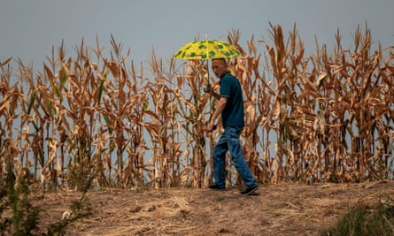 A man walks trough corn crops amid a severe drought, near Jiujiang, China, in August.