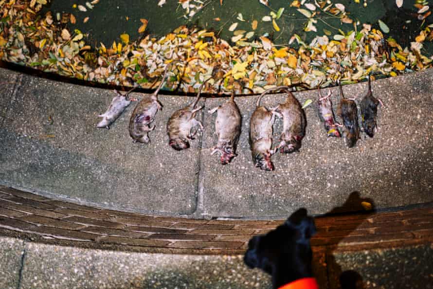 The dead rats on display after the hunt.