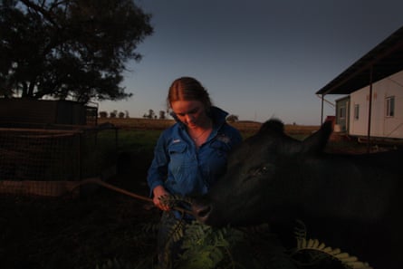 Matilda Penfold hand feeds a pet cow