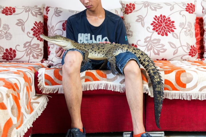سمساره / تمساح