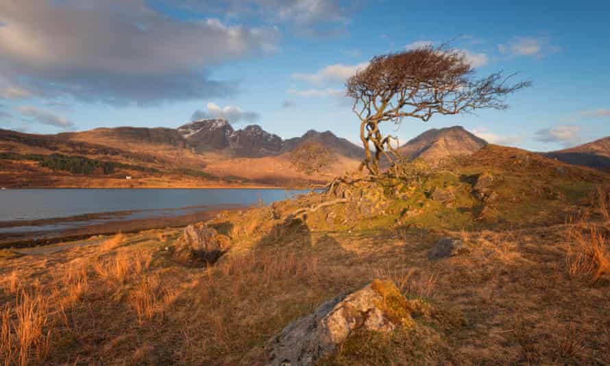 A lone windswept tree on the shores of Loch Slapin.