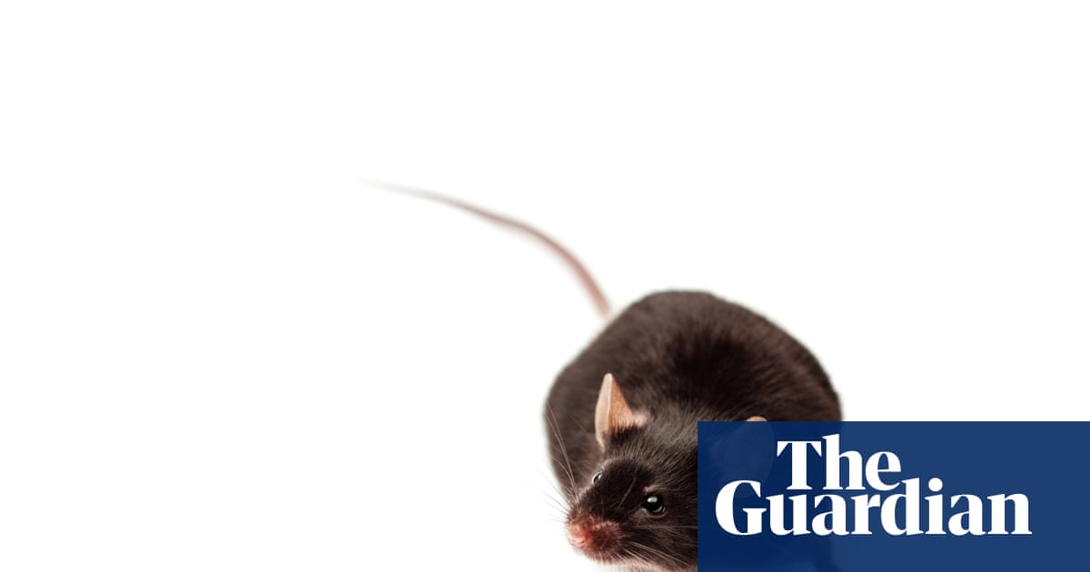 More than 1 million mice used in Australian research annually, ‘overdue’ study finds