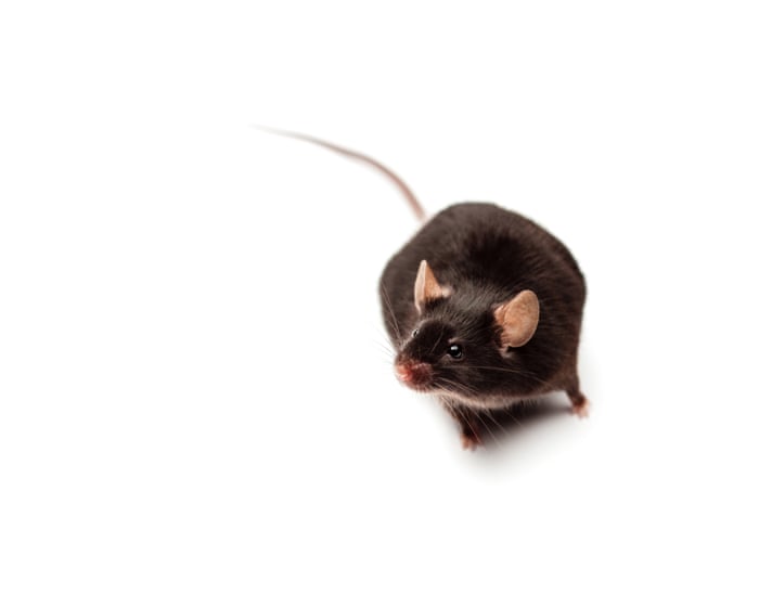 Image accompanying the story: More than a million mice used in Australian research annually, ‘overdue’ study finds