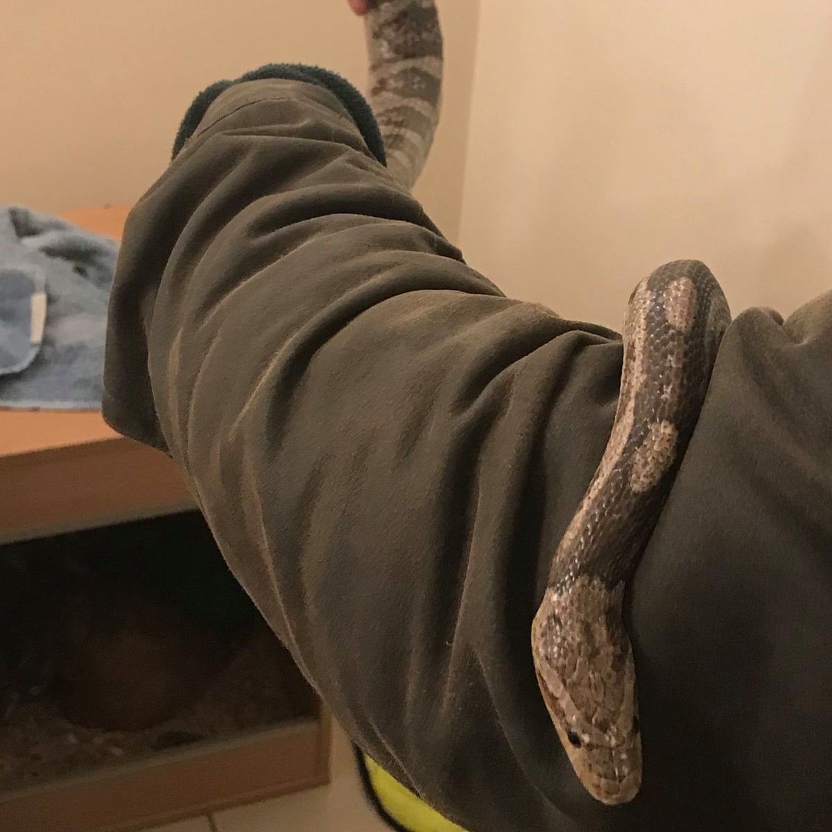 pet snake cut free after getting