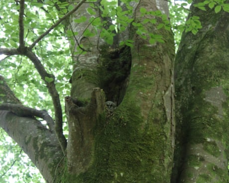Country diary: The ‘queen of trees’ is holding a secret | Elizabeth-Jane Burnett