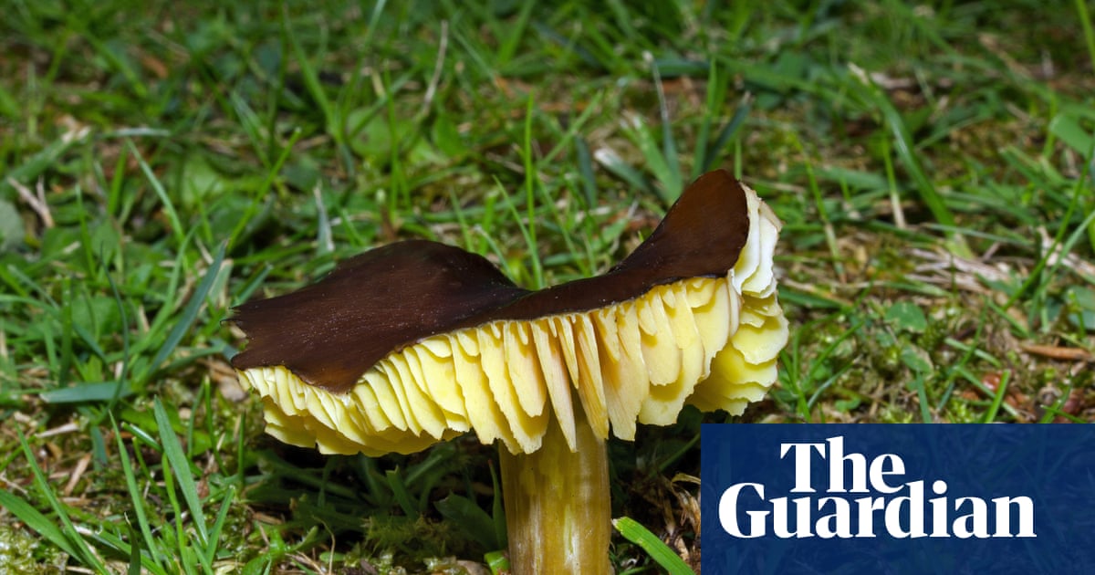 Country diary: Our tiny island is awash with waxcaps | Tim Earl