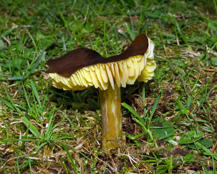 Image accompanying the story: Country diary: Our tiny island is awash with waxcaps | Tim Earl