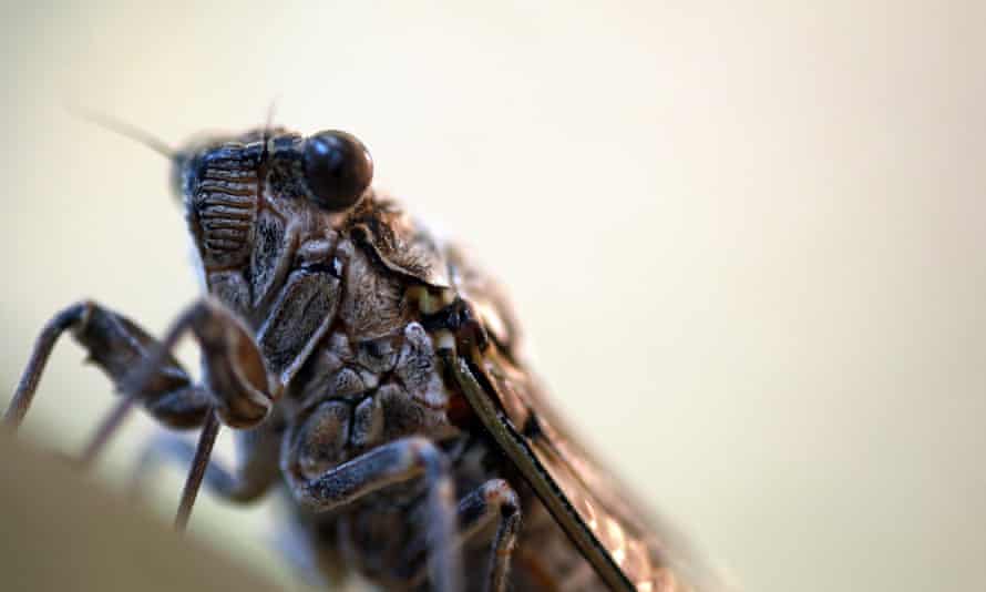 Male cicadas emit mating calls that can reach 100 decibels.