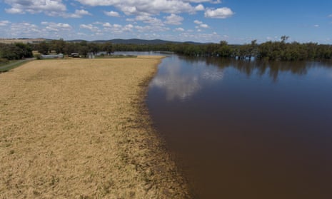 Wheat crop destroyed by floodwaters near Eugowra NSW