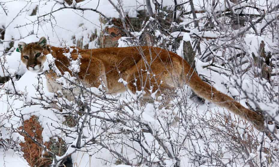A mountain lion makes its way through fresh snow in the foothills outside of Golden, Colorado.