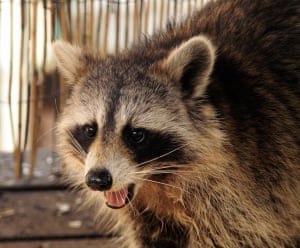 Young mother raccoon in the Hudson Valley, New York