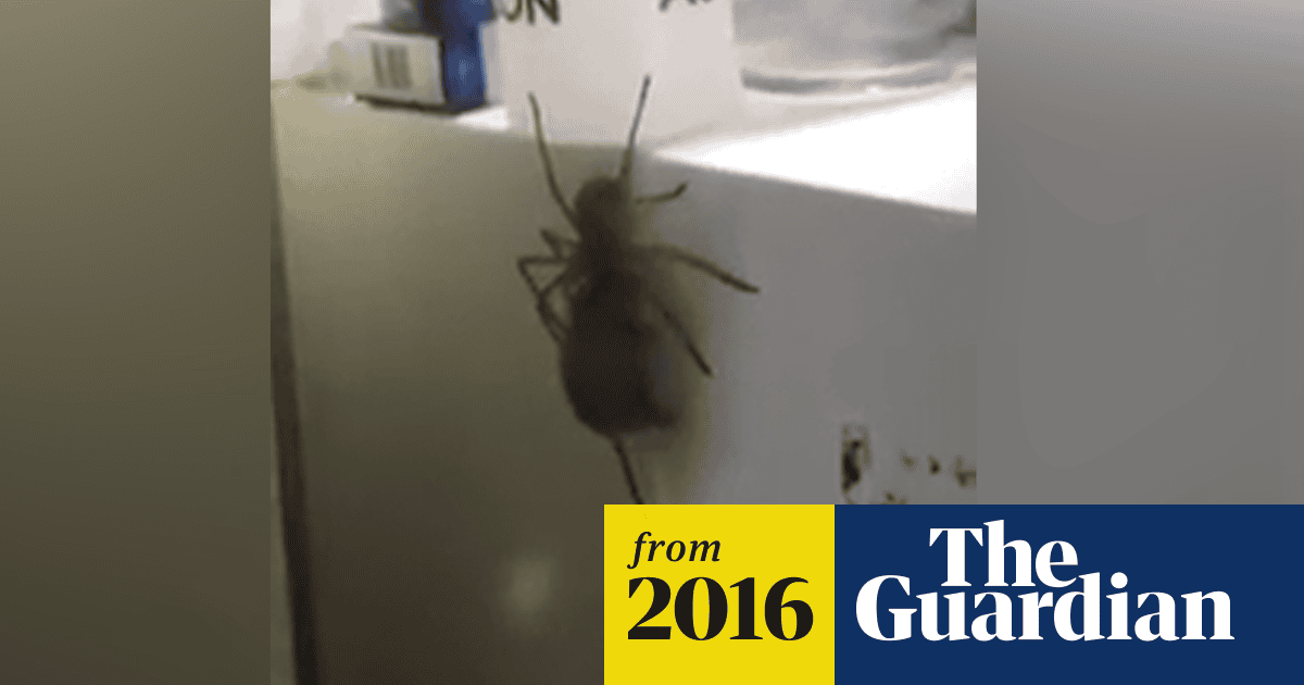 In Australia: giant spider carrying a mouse is horrifying and impressive