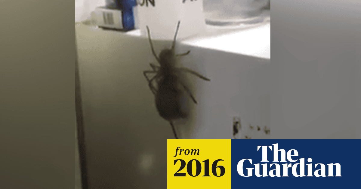 In Australia Giant Spider Carrying A Mouse Is Horrifying