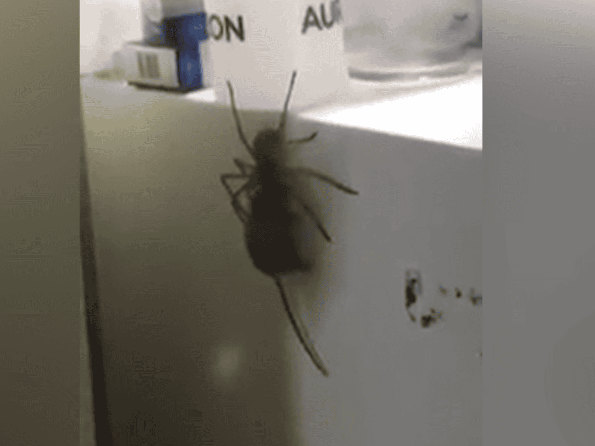 In Australia Giant Spider Carrying A Mouse Is Horrifying And Impressive Australia News The Guardian