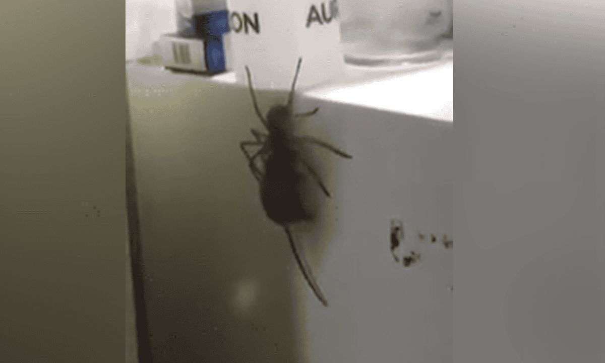In Australia Giant Spider Carrying A Mouse Is Horrifying And Impressive Australia News The Guardian