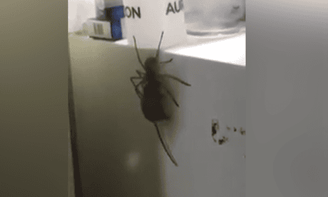 Huge Huntsman Spider Tries To Eat A Mouse Video Environment The Guardian