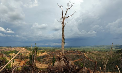 A lone tree stands in a logged area prepared for palm oil plantation near Lapok in Malaysia’s Sarawak State. 