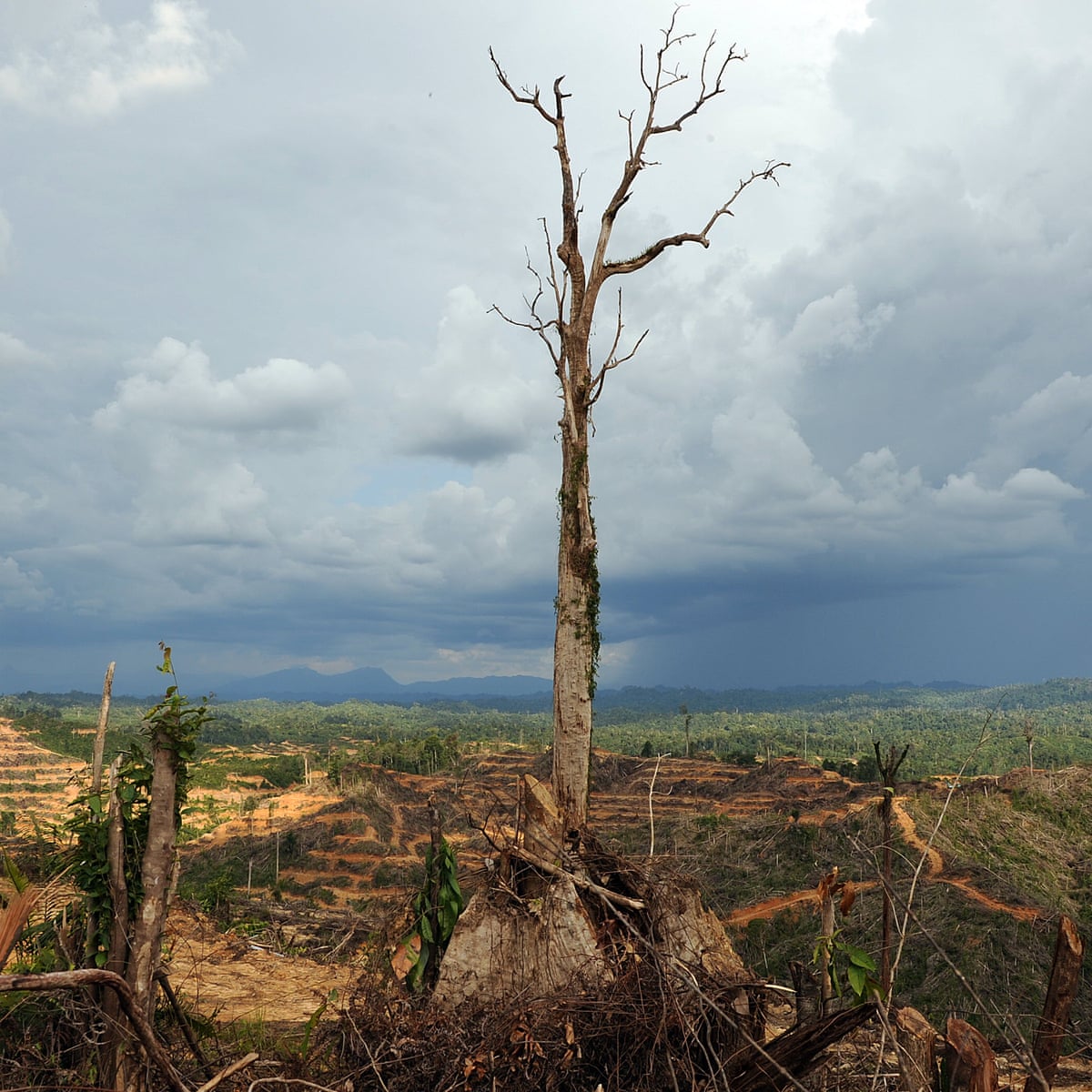 coronavirus nature is sending us a message says un environment chief coronavirus the guardian
