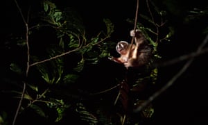 Javan slow loris (Nycticebus javanicus), foraging in the canopy.