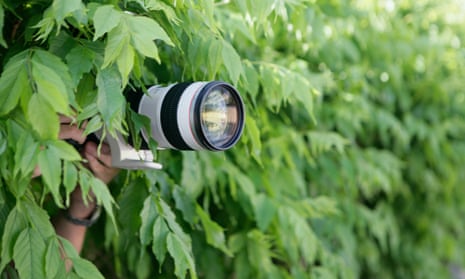 Camera in bushes
