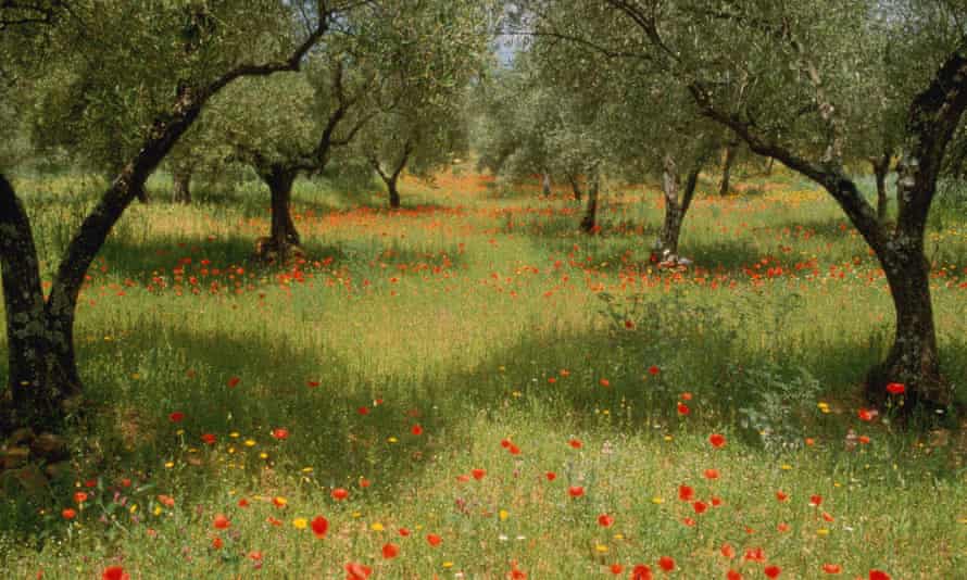 Poppies adorn an olive grove in Caceres, Spain.