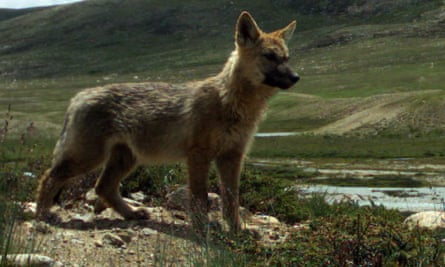 A Himalayan wolf pup