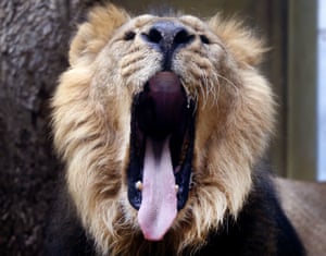 A lion yawns