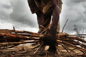 A Haitian sugar cane worker gathers cut cane in San Pedro, Dominican Republic