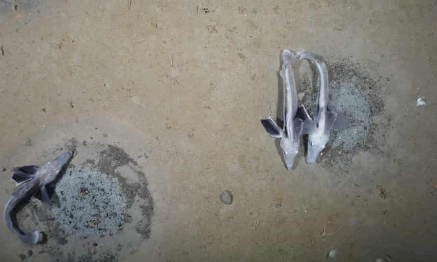 Icefish in the Weddell Sea