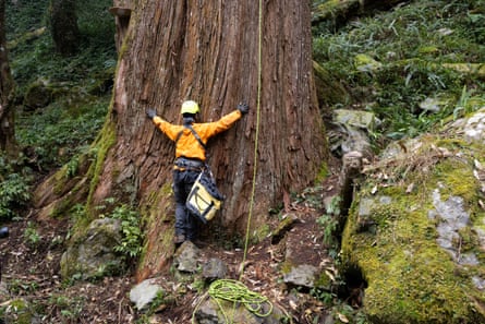 A researcher in an orange jacket standsfacing the tree with their arms outstretched on the trunk - they are unable to reach even halfway round its circumference.