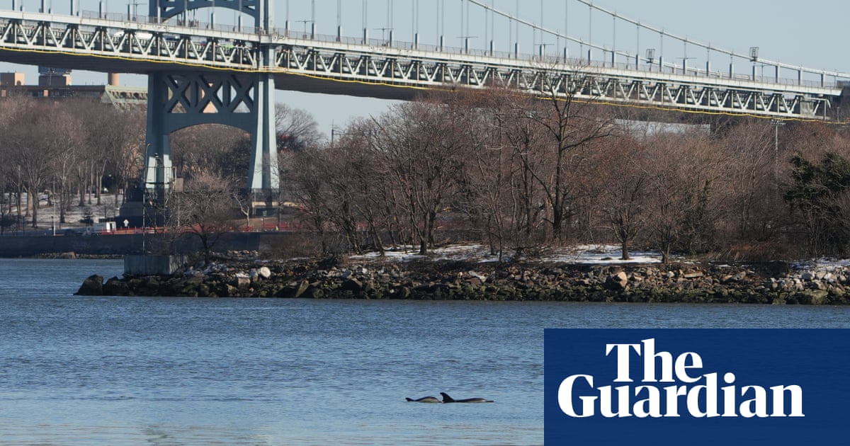 ‘Super exciting’ visit of dolphins to East River offers hope of cleaner New York | New York ‘Super exciting’ visit of dolphins to East River offers hope of cleaner New York | New York