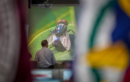 A man looks a large screen with a picture of a fly.