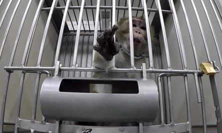 Monkeys are not supposed to be kept alone in cages