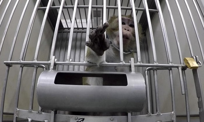 Barbaric Tests On Monkeys Lead To Calls For Closure Of German Lab