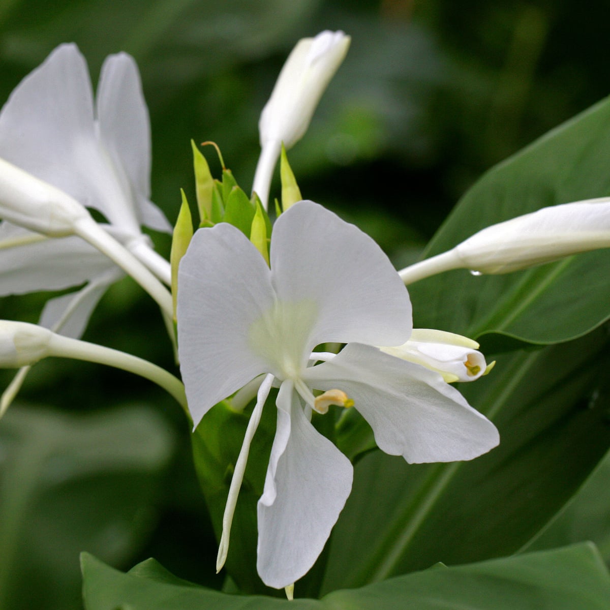 How To Make Spring Flowers Last Long Into Summer Gardening Advice The Guardian How To Make Spring Flowers Last Long Into Summer Gardening Advice The Guardian