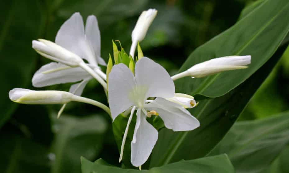 How To Make Spring Flowers Last Long Into Summer Gardening Advice The Guardian How To Make Spring Flowers Last Long Into Summer Gardening Advice The Guardian