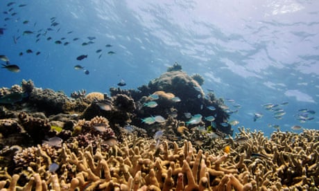 Scientists Discover 500 Metre Tall Skyscraper Coral Reef At Australia S Great Barrier Reef Environment The Guardian