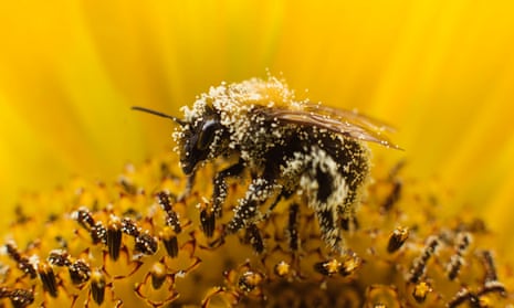 A bee collects pollen from a sunflower
