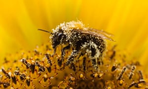 A bee on a sunflower