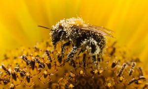A bee collects pollen from a sunflower